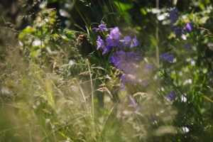 Flowers and grass in a summer meadow Flowers and grass in a summer meadow